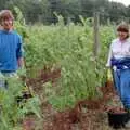 Neil and Caroline pick grapes, Harrow Vineyard Harvest and Wootton Winery, Dorset and Somerset - 5th September 1989