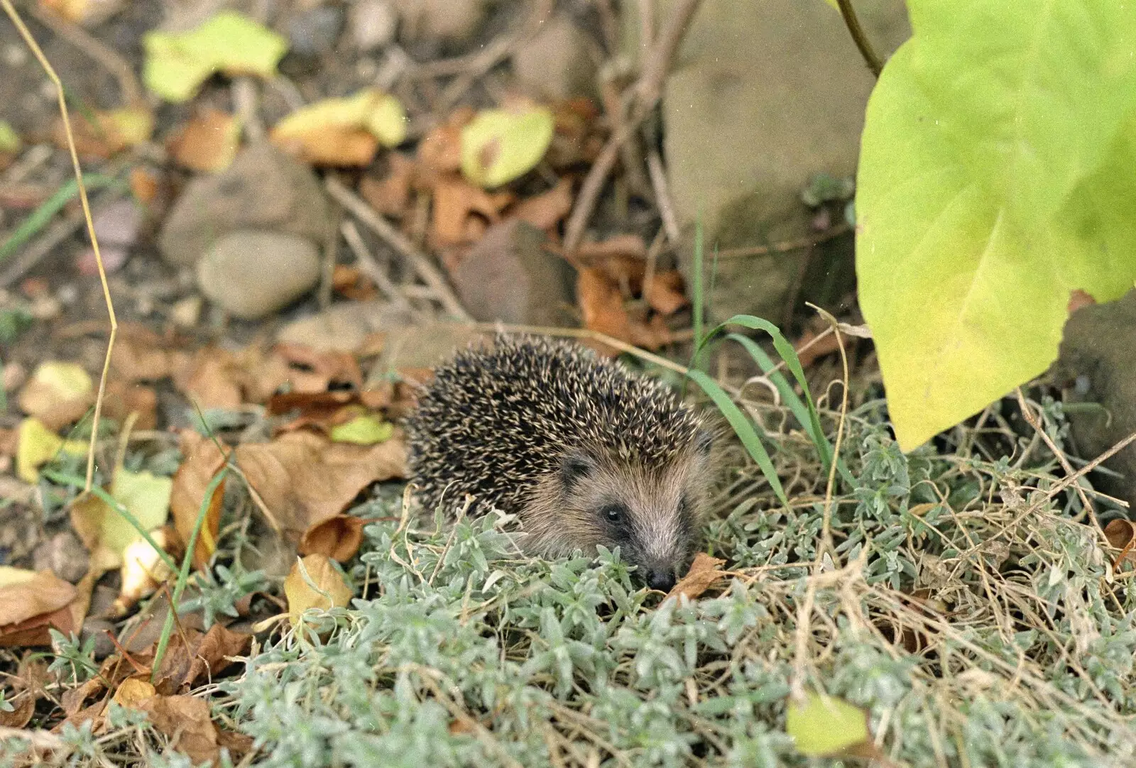 A hedgehog rummages around in the undergrowth, from A Trip to Kenilworth, Warwickshire - 21st September 1989