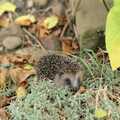 A hedgehog rummages around in the undergrowth, A Trip to Kenilworth, Warwickshire - 21st September 1989