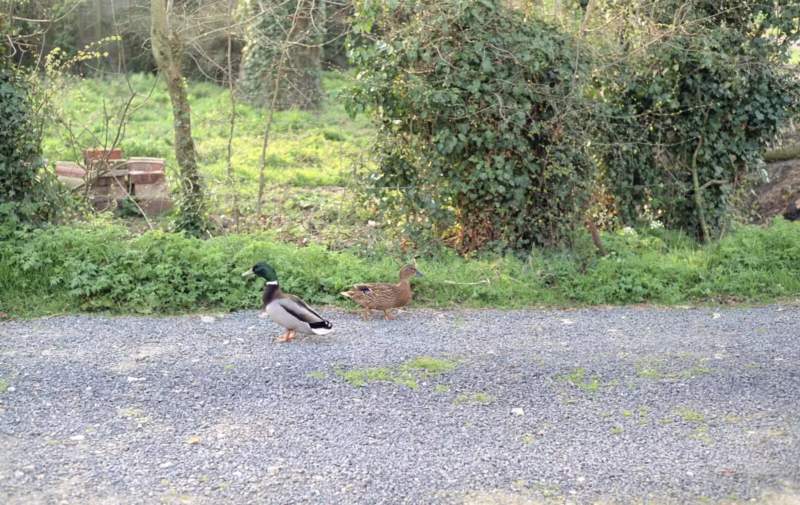 Some random ducks potter around by the Stables, from Kenny's Nibbles, St. Paul's and Sean's, Farnborough, London and Diss - 19th March 1990