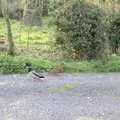 Some random ducks potter around by the Stables, Kenny's Nibbles, St. Paul's and Sean's, Farnborough, London and Diss - 19th March 1990