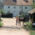 A horsey girl, somewhere in Suffolk