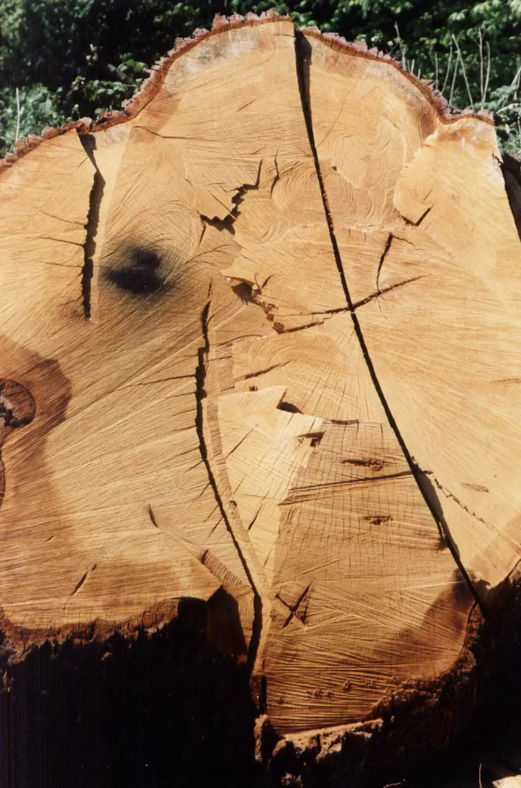 A massive felled log, from Tapestry With Baz, and a Trip to Blakeney, Suffolk and Norfolk - 14th May 1990