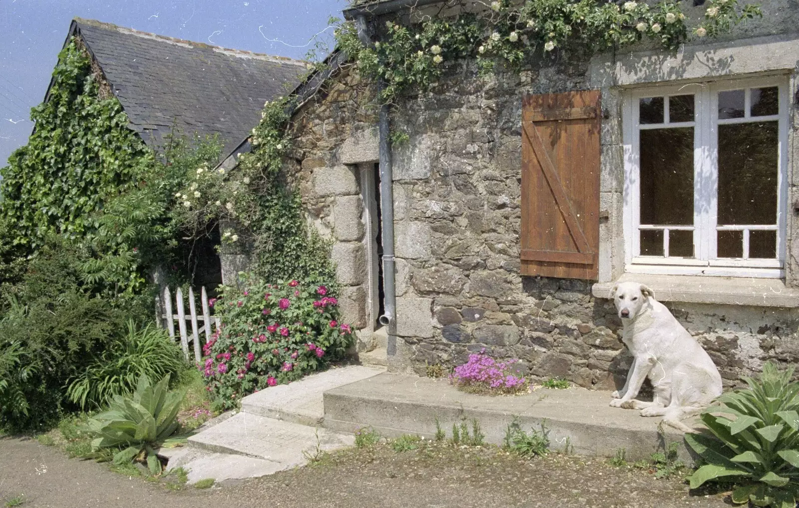 A local white dog hangs around outside, from A Trip To Huelgoat, Brittany, France - 11th June 1990