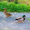 A couple of ducks make a visit