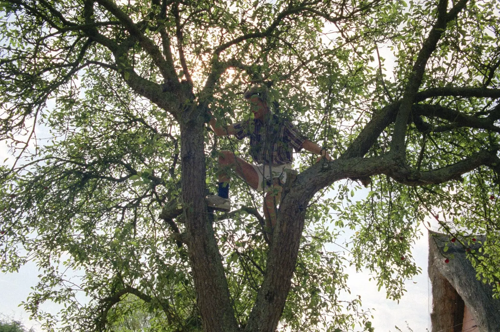 Nosher climbs Sue's tree for some reason, from Sue's Fire Dance, Stuston, Suffolk - 21st July 1990