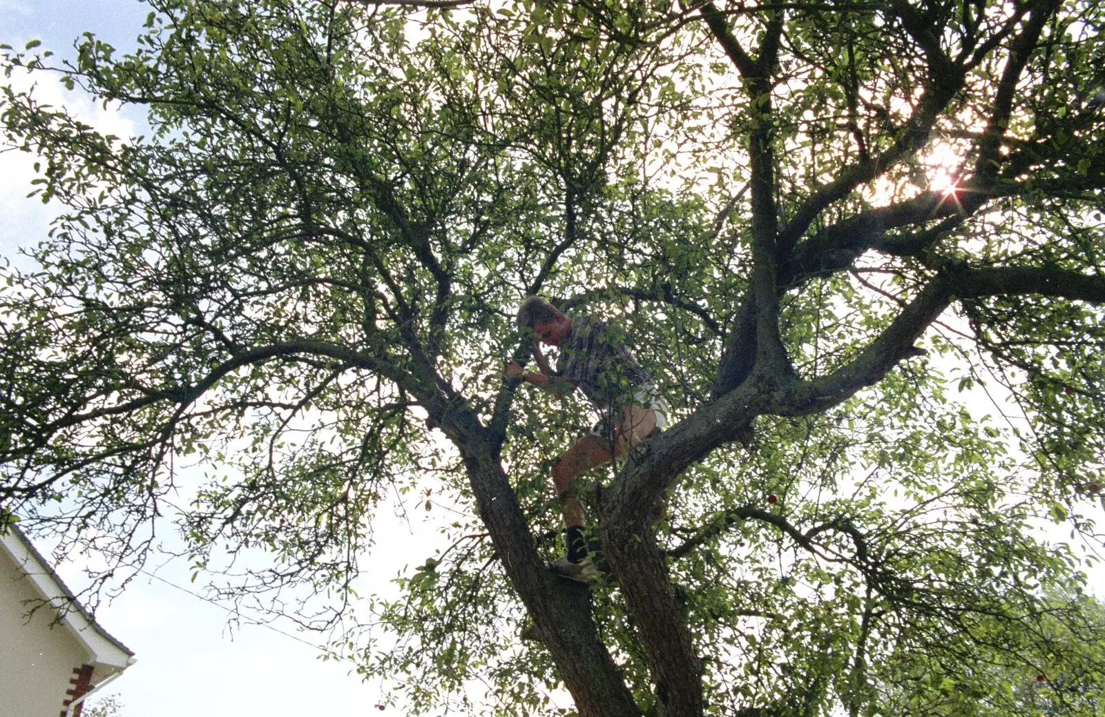 Nosher up a tree, from Sue's Fire Dance, Stuston, Suffolk - 21st July 1990