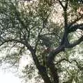 Nosher up a tree, Sue's Fire Dance, Stuston, Suffolk - 21st July 1990