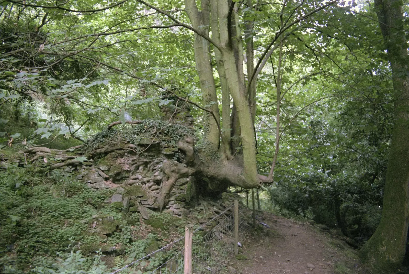 An unusual tree trunk, from Liz's Party, Abergavenny, Monmouthshire, Wales - 4th August 1990