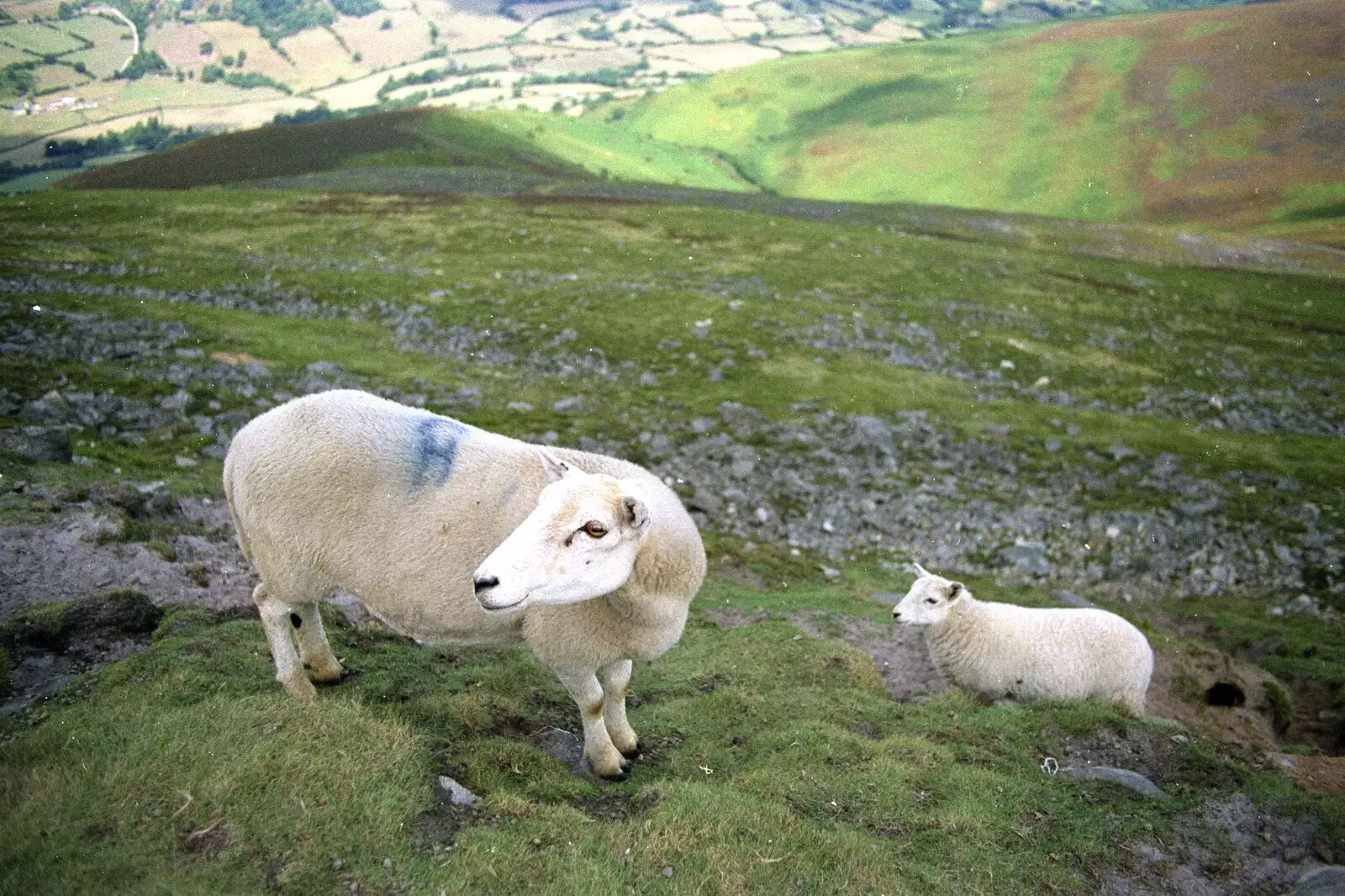 A couple of Welsh sheep, from A Walk in the Brecon Beacons, Bannau Brycheiniog, Wales - 5th August 1990