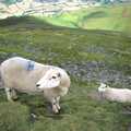 Kayaking, and a Walk in the Brecon Beacons, Abergavenny, Monmouthshire, Wales - 5th August 1990, A couple of Welsh sheep