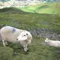 A couple of Welsh sheep, A Walk in the Brecon Beacons, Bannau Brycheiniog, Wales - 5th August 1990