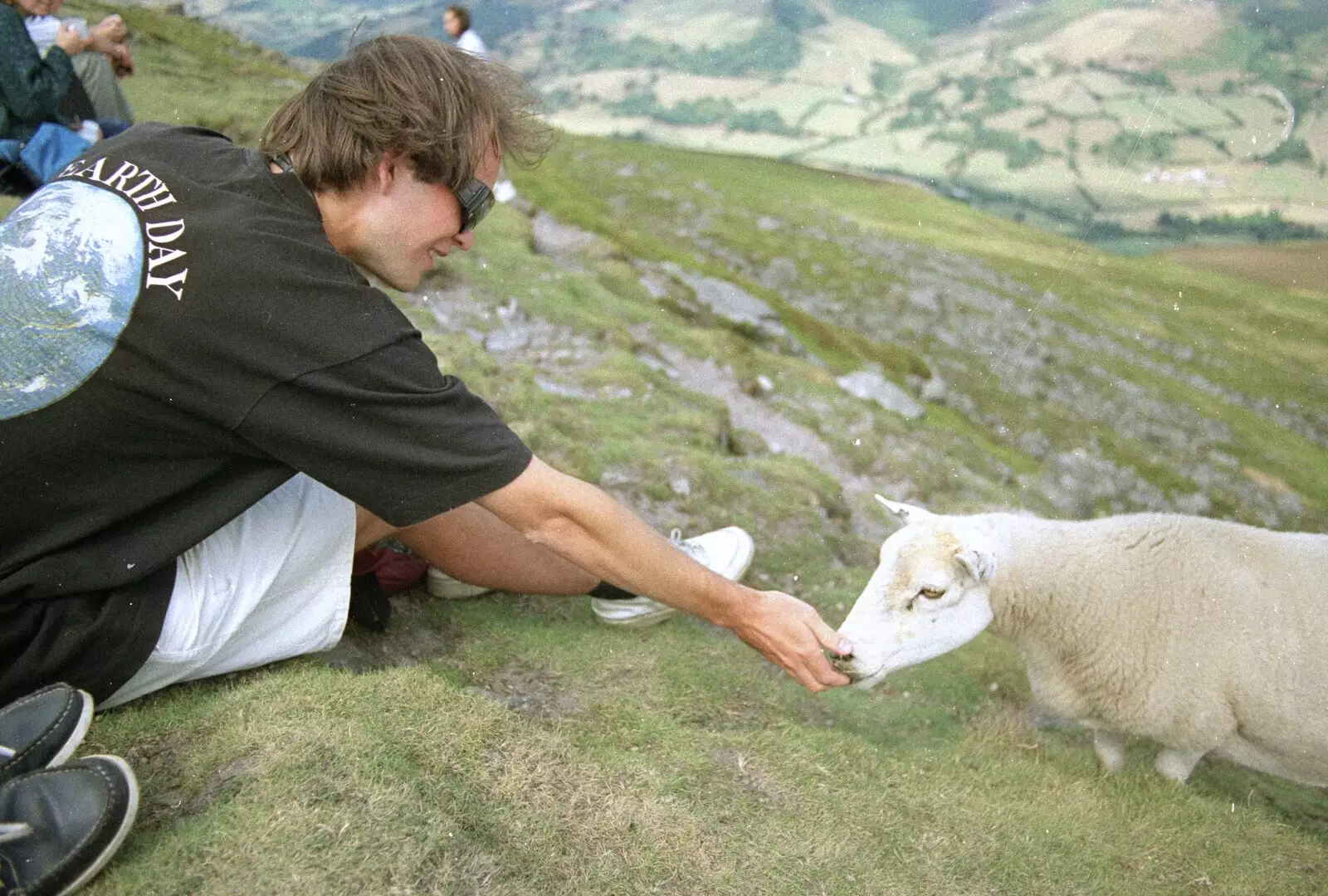 Phil reaches out to a sheep, from A Walk in the Brecon Beacons, Bannau Brycheiniog, Wales - 5th August 1990