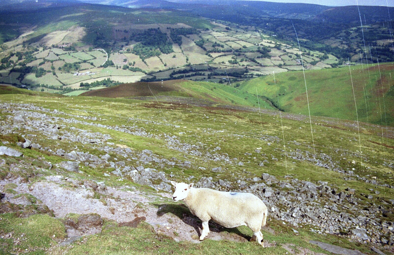 The sheep, again from A Walk in the Brecon Beacons, Bannau Brycheiniog, Wales - 5th August 1990