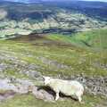 Kayaking, and a Walk in the Brecon Beacons, Abergavenny, Monmouthshire, Wales - 5th August 1990, The sheep, again