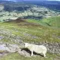 The sheep, again, A Walk in the Brecon Beacons, Bannau Brycheiniog, Wales - 5th August 1990