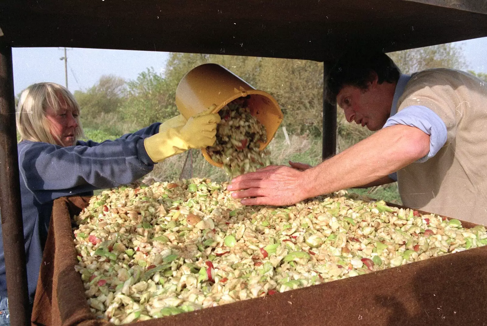 Sue lobs in a bucket of chopped apples, from The Annual Cider Making Event, Stuston, Suffolk - 11th October 1990