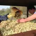 Sue lobs in a bucket of chopped apples, The Annual Cider Making Event, Stuston, Suffolk - 11th October 1990