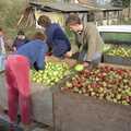 Brenda rummages through apples, The Annual Cider Making Event, Stuston, Suffolk - 11th October 1990