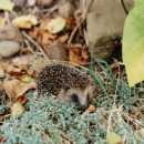 A hedgehog rummages around the undergrowth