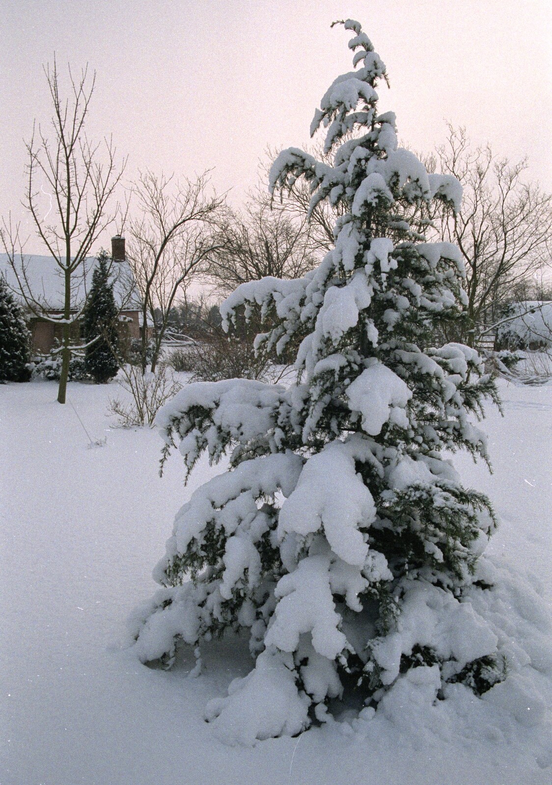 A kind of snowy Christmas tree from Snow Days, Stuston and Norwich, Suffolk and Norfolk - 4th February 1991
