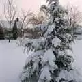 A kind of snowy Christmas tree, Snow Days, Stuston and Norwich, Suffolk and Norfolk - 4th February 1991