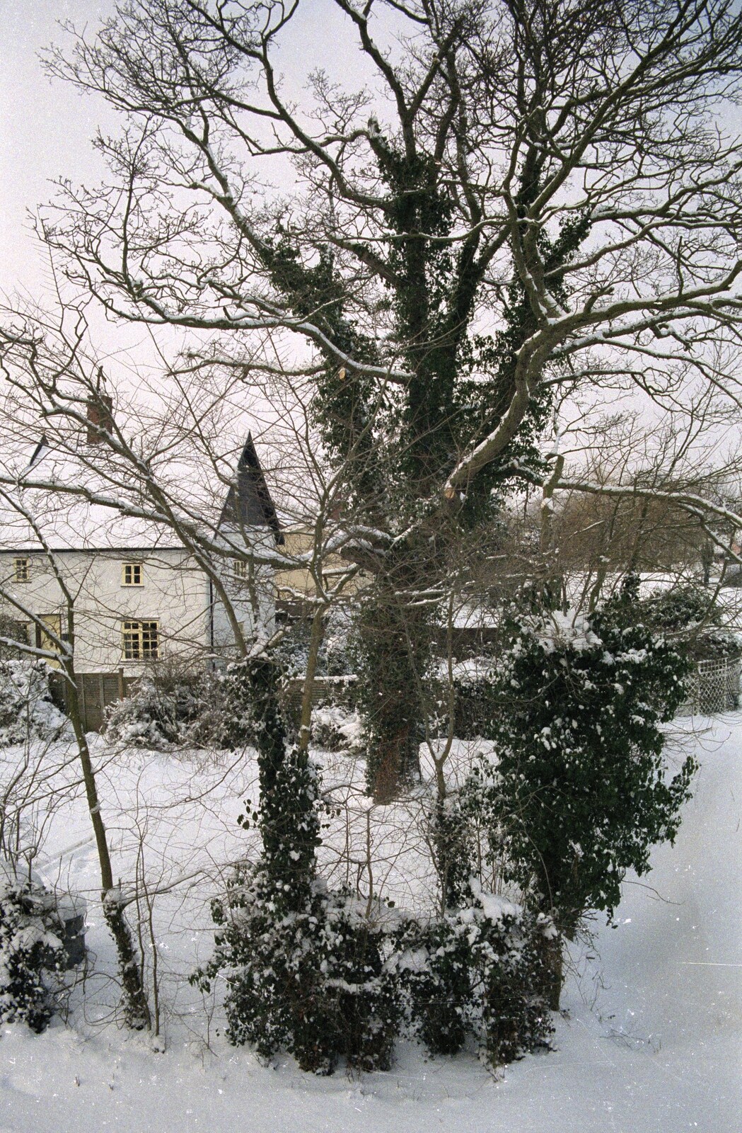 A wintry tree from Snow Days, Stuston and Norwich, Suffolk and Norfolk - 4th February 1991