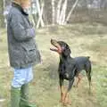 The dog does a pose, The Newmarket Dog Show and Dobermans on the Ling, Newmarket and Wortham, Suffolk - 3rd April 1991