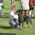 Tina points, The Newmarket Dog Show and Dobermans on the Ling, Newmarket and Wortham, Suffolk - 3rd April 1991