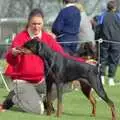 'Doggy' Anne sneaks a treat for her Doberman, The Newmarket Dog Show and Dobermans on the Ling, Newmarket and Wortham, Suffolk - 3rd April 1991