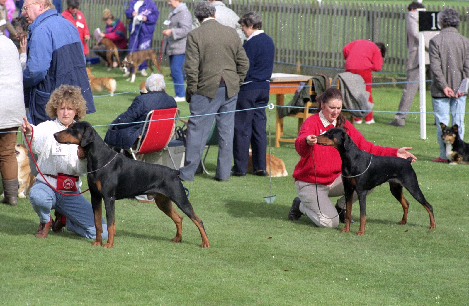 Tina and Anna, and almost-matching Dobermans from The Newmarket Dog Show and Dobermans on the Ling, Newmarket and Wortham, Suffolk - 3rd April 1991