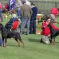 Tina and Anna, and almost-matching Dobermans, The Newmarket Dog Show and Dobermans on the Ling, Newmarket and Wortham, Suffolk - 3rd April 1991