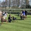 More dog judging, The Newmarket Dog Show and Dobermans on the Ling, Newmarket and Wortham, Suffolk - 3rd April 1991