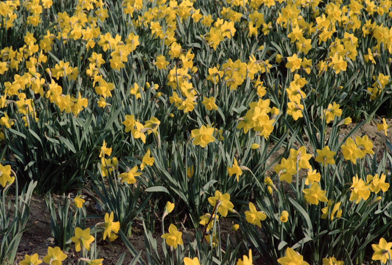 More daffodils from Pedros and Daffodils, Norwich and Billingford, Norfolk - 20th April 1991