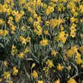 More daffodils, Pedros and Daffodils, Norwich and Billingford, Norfolk - 20th April 1991