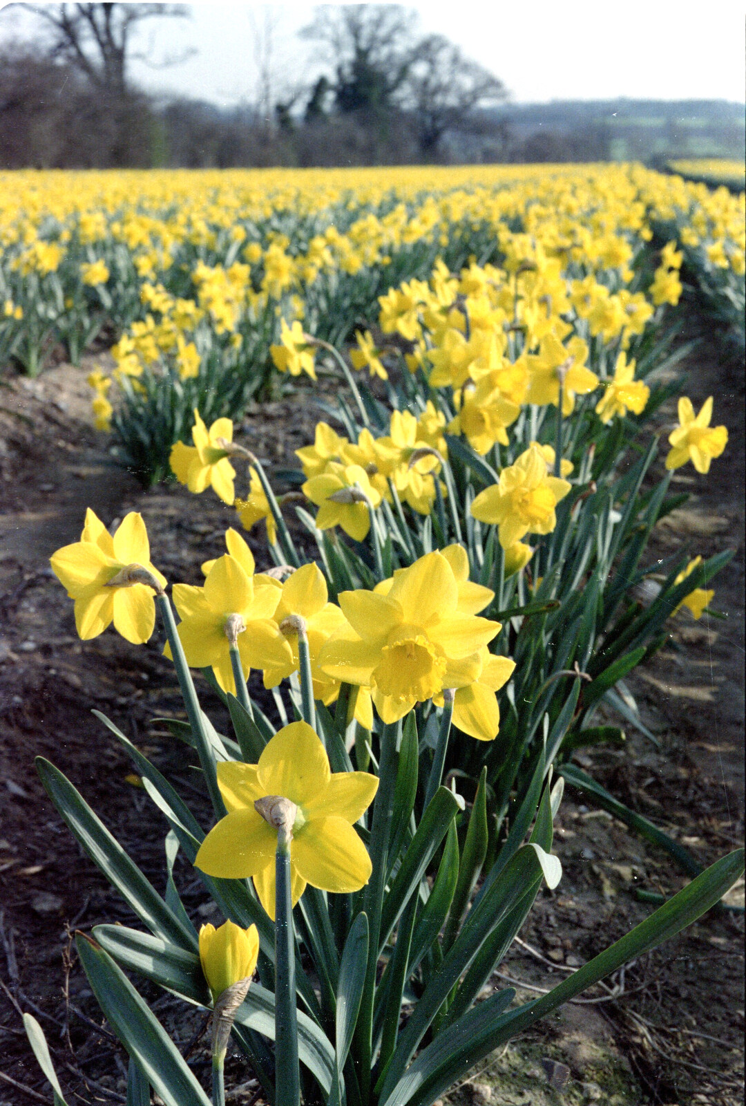 Bright yellow daffs from Pedros and Daffodils, Norwich and Billingford, Norfolk - 20th April 1991