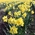 Bright yellow daffs, Pedros and Daffodils, Norwich and Billingford, Norfolk - 20th April 1991