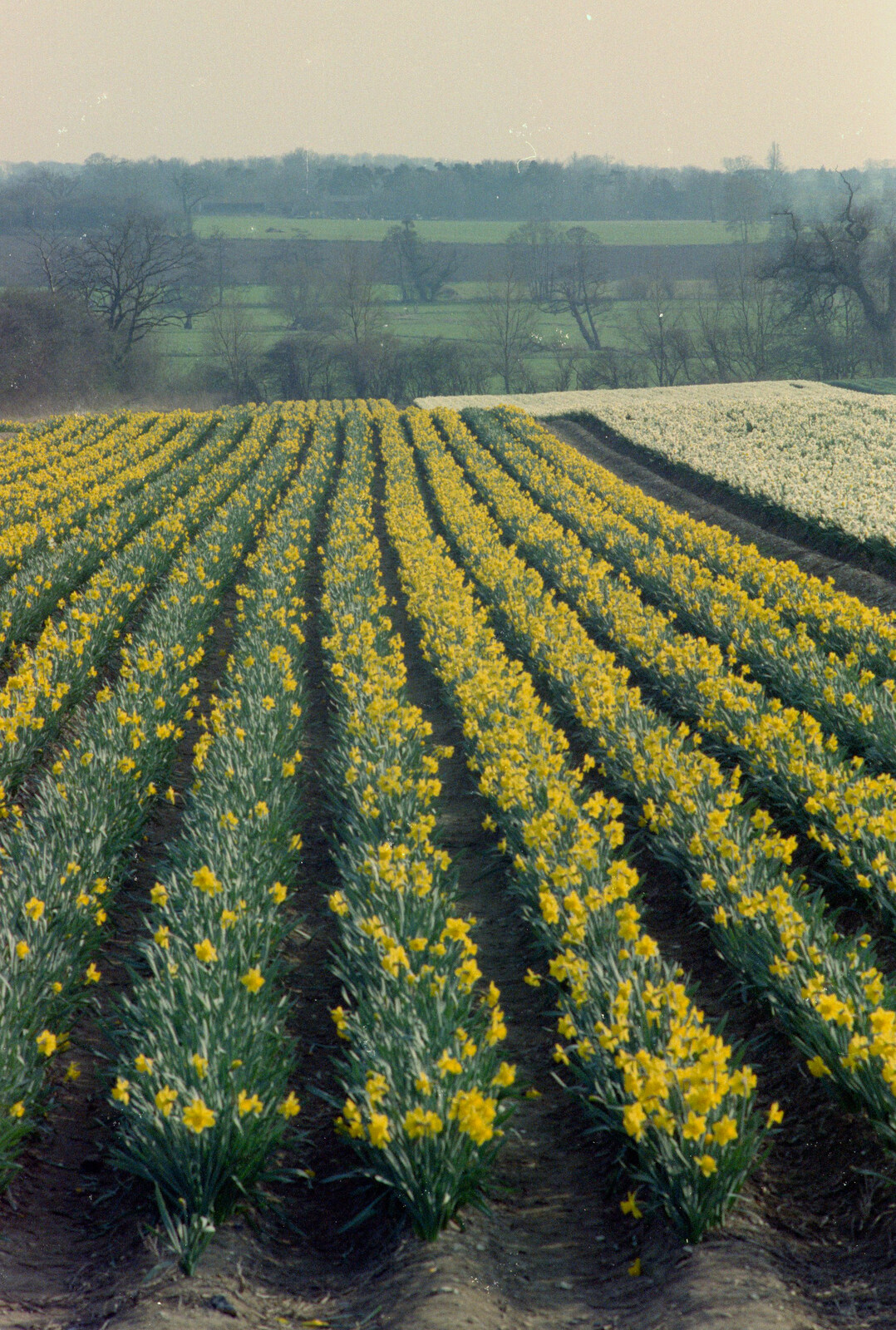 Lines of daffodils from Pedros and Daffodils, Norwich and Billingford, Norfolk - 20th April 1991