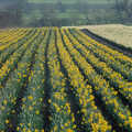 Lines of daffodils, Pedros and Daffodils, Norwich and Billingford, Norfolk - 20th April 1991