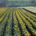 Lines of daffodils, Pedros and Daffodils, Norwich and Billingford, Norfolk - 20th April 1991