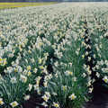 A huge field of daffodils, Pedros and Daffodils, Norwich and Billingford, Norfolk - 20th April 1991
