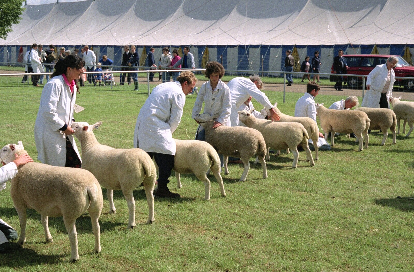 A Trip to Stratford-Upon-Avon and Other Randomness, Warwickshire, Suffolk and Norfolk - 28th June 1991: Sheep at the Norfolk Show