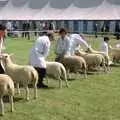 Sheep at the Norfolk Show, A Trip to Stratford-Upon-Avon and Other Randomness, Warwickshire, Suffolk and Norfolk - 28th June 1991