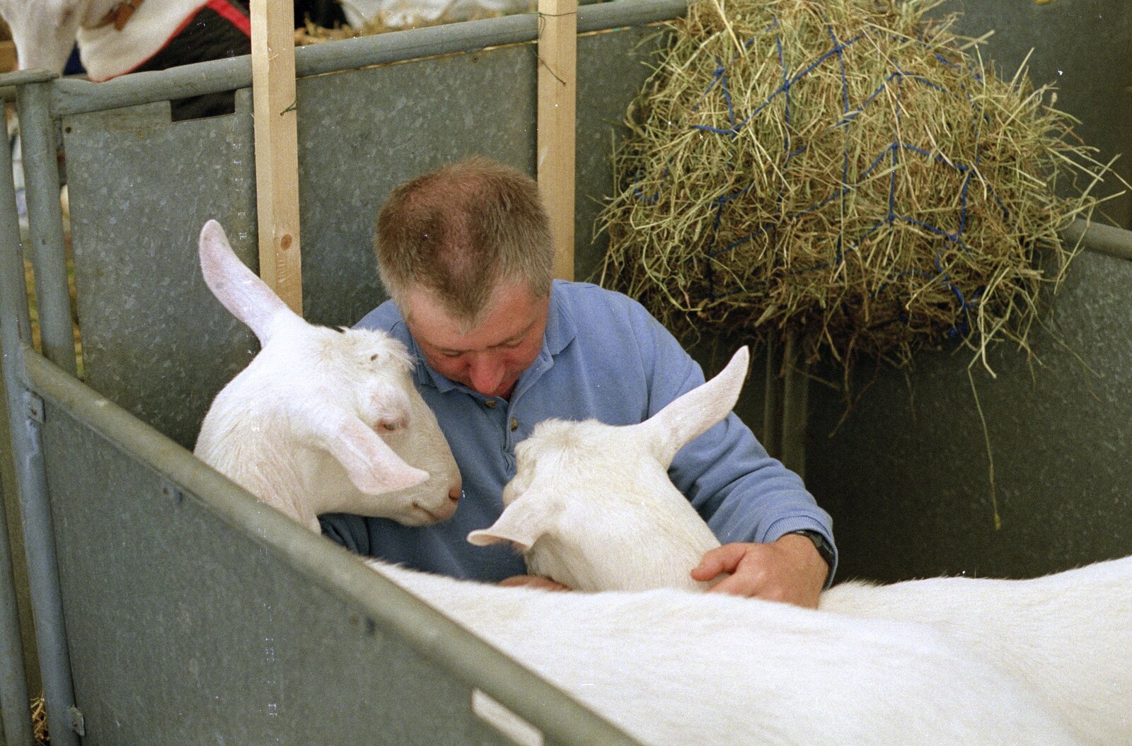 A Trip to Stratford-Upon-Avon and Other Randomness, Warwickshire, Suffolk and Norfolk - 28th June 1991: A Man cuddles his goats