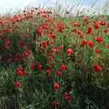 Roadside poppies in Essex, A Trip to Stratford-Upon-Avon and Other Randomness, Warwickshire, Suffolk and Norfolk - 28th June 1991