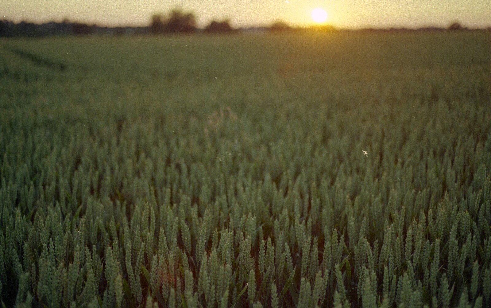 A field of unripe wheat from A Walk to Thrandeston, Suffolk - 29th June 1991