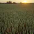 1991 A field of unripe wheat