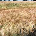 1991 A field of barley