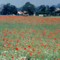 A field of poppies opposite the pub