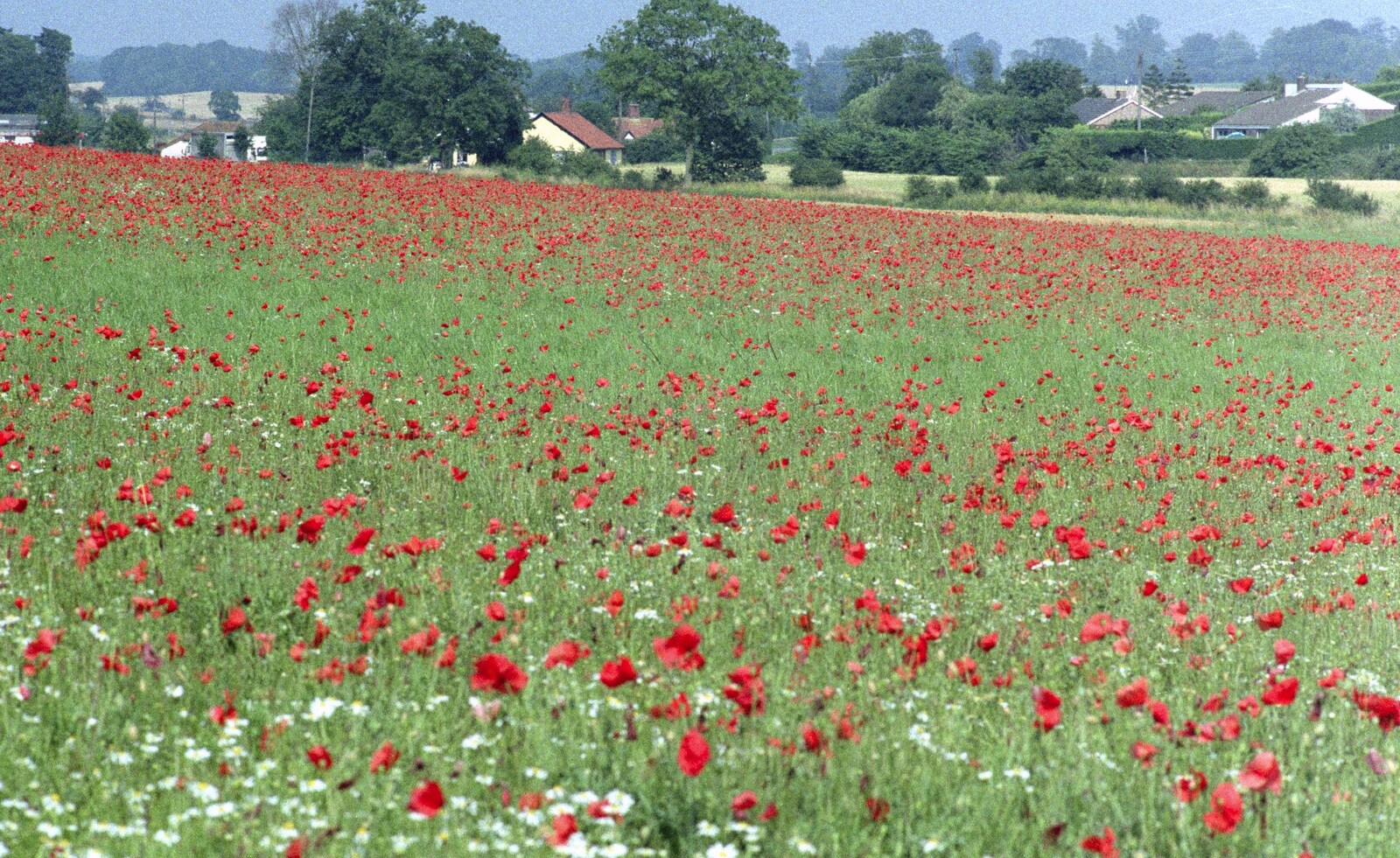 A field of poppies from Nosher Leaves BPCC Business Magazines, Colchester, Essex - 18th July 1991